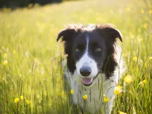 100 Cool Girl Dog Names