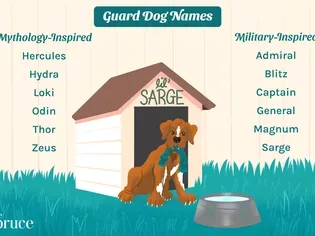 80+ Guard Dog Names