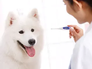 How to Take Your Puppy's Temperature