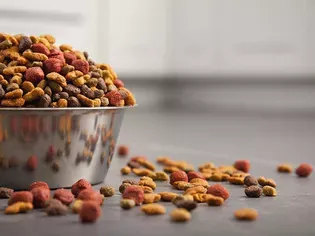 How to Choose the Right Dog Food