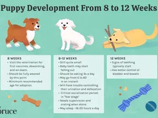 Puppy Development From 8 to 12 Weeks