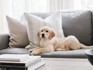 3 Chic Ways to Make Your Dog's Space Work With Your Aesthetic