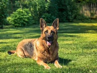 Adopting Retired Police Dogs