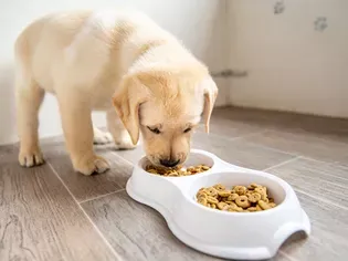 When to Stop Feeding Your Dog Puppy Food