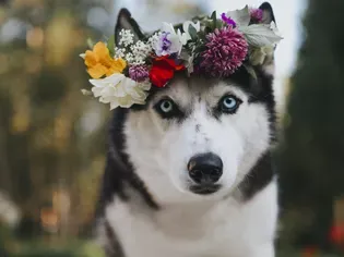 17 Flower Dog Names