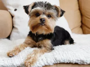 50 Yorkie Dog Names