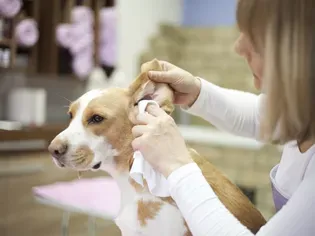 How to Clean Your Dog's Ears