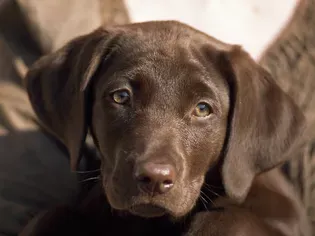 130+ Chocolate Lab Names for Your New Companion