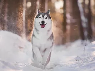 52 Sled Dog Names