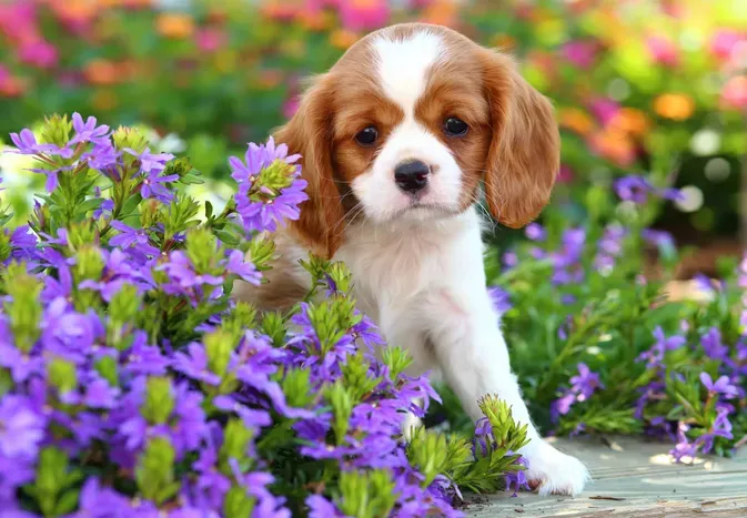 107 Spring Dog Names