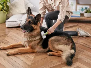 Dealing With a Shedding Dog