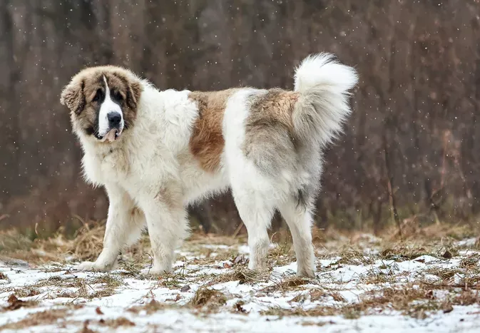 Pyrenean Mastiff: Dog Breed Characteristics & Care