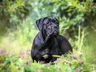 Cane Corso: Dog Breed Characteristics & Care