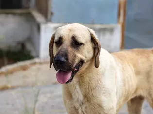 Anatolian Shepherd: Dog Breed Characteristics & Care