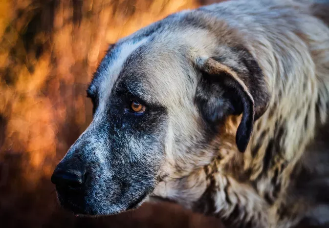 Rafeiro do Alentejo: Dog Breed Characteristics and Care