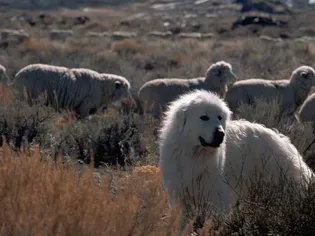 10 Livestock Guardian Dog Breeds