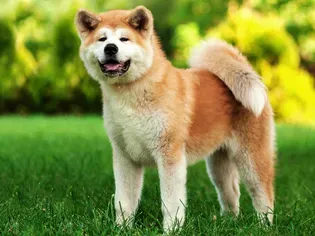 Akita: Dog Breed Characteristics & Care