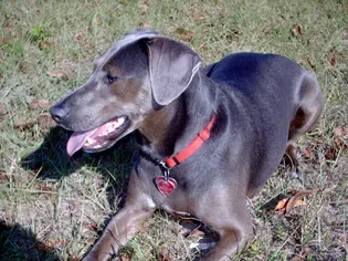 Blue Lacy: Dog Breed Characteristics & Care