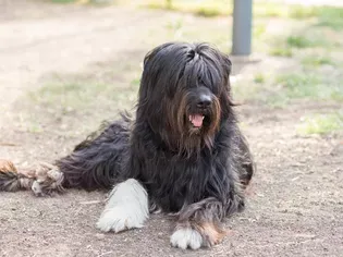 Schapendoes (Dutch Sheepdog): Dog Breed Characteristics & Care