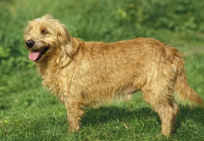 Basset Fauve de Bretagne: Dog Breed Characteristics and Care