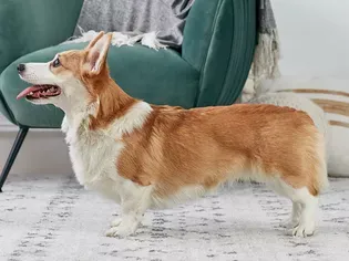 Pembroke Welsh Corgi: Dog Breed Characteristics & Care