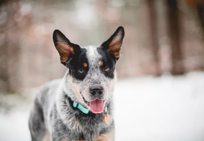 Blue Heeler (Australian Cattle Dog): Dog Breed Characteristics & Care