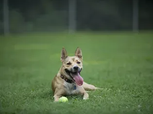 Carolina Dog: Dog Breed Characteristics & Care