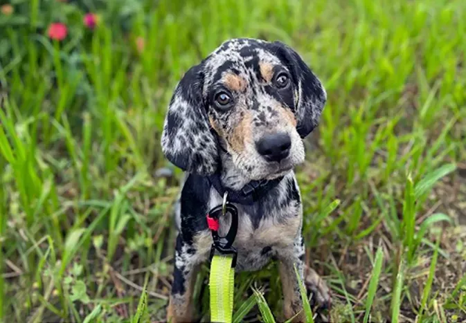 American Leopard Hound: Dog Breed Characteristics and Care