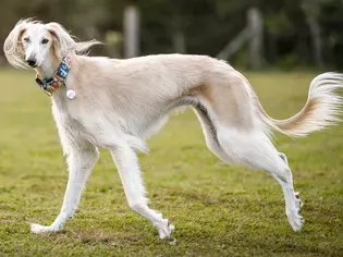 Saluki: Dog Breed Characteristics & Care