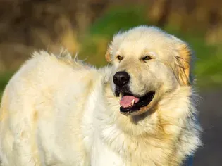 11 Majestic Facts About Great Pyrenees