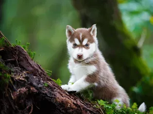 9 Wild Facts About Wolf Dogs