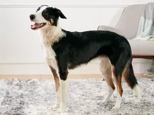 Border Collie: Dog Breed Characteristics & Care