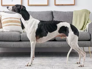 Greyhound: Dog Breed Characteristics & Care