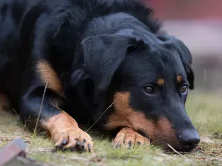 Beauceron: Dog Breed Characteristics & Care