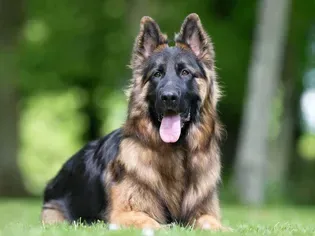 King Shepherd: Dog Breed Characteristics & Care