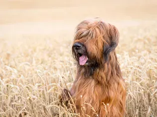 Briard: Dog Breed Characteristics & Care