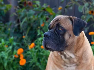 Boerboel: Dog Breed Characteristics & Care