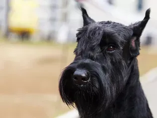 Giant Schnauzer: Dog Breed Characteristics & Care