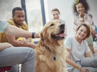 4 Popular Therapy Animals