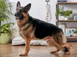 German Shepherd: Dog Breed Characteristics & Care