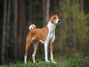 6 Egyptian Dog Breeds