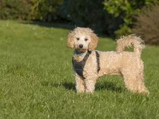 Poochon: Dog Breed Characteristics & Care