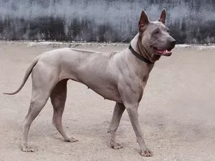 Thai Ridgeback: Dog Breed Characteristics & Care