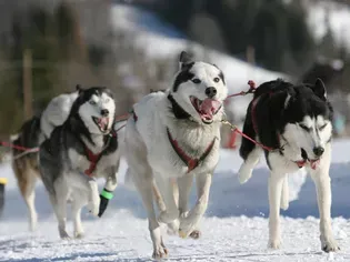 4 Best Alaskan Dog Breeds