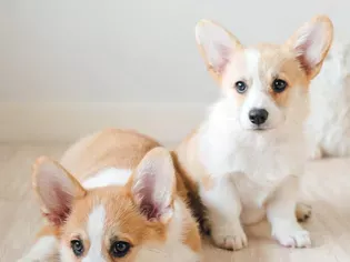 Fun Facts and Cute Photos of Corgi Puppies