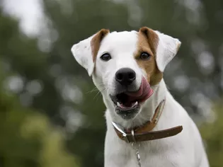 Parson Russell Terrier: Dog Breed Characteristics & Care