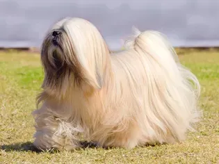 Lhasa Apso: Dog Breed Characteristics & Care