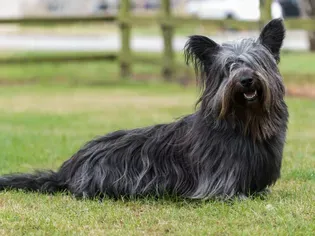 Skye Terrier: Dog Breed Characteristics & Care