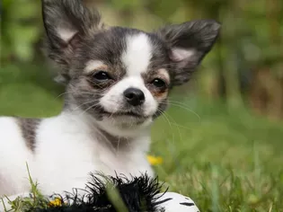 Teacup Dogs: Everything to Know About These Controversial Pets