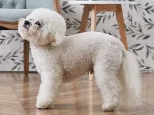 Bichon Frise: Dog Breed Characteristics & Care